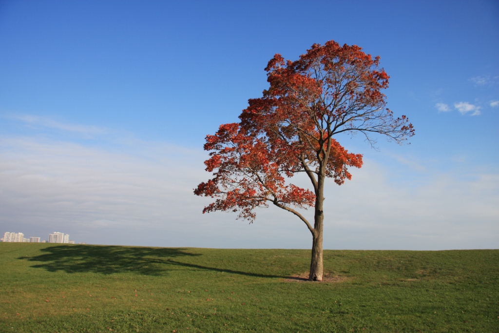 Oak At Montrose